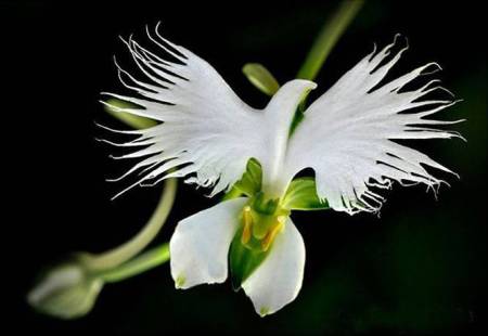 doveflower.