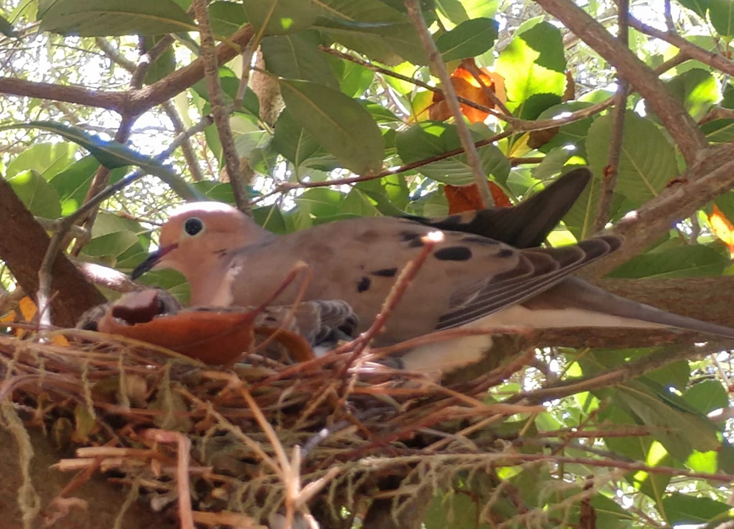 dovestory.