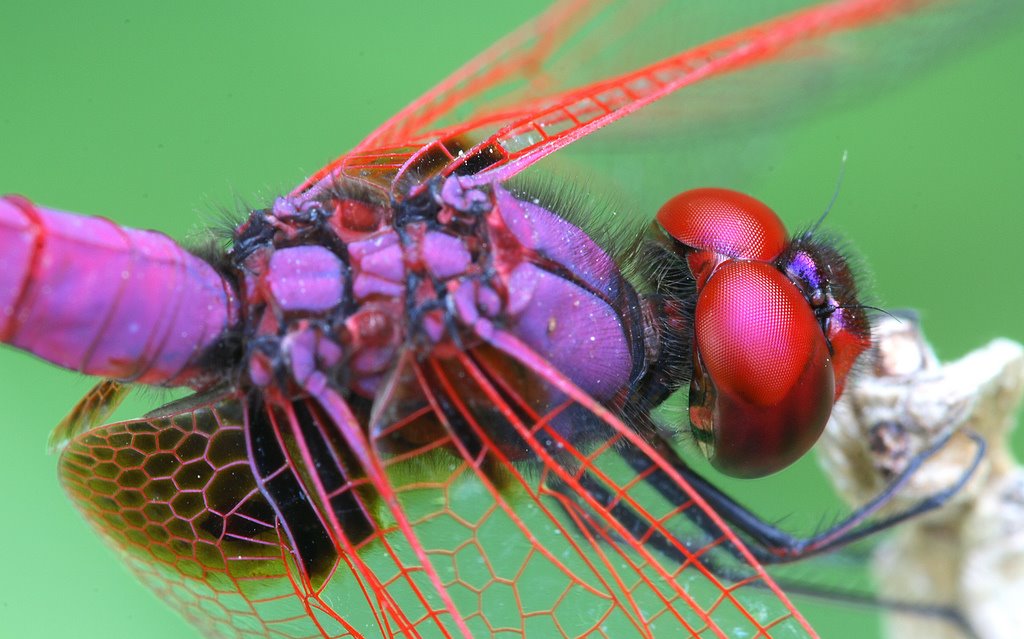 dragonflys.