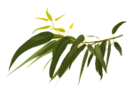 Eucalyptus1-150x110.