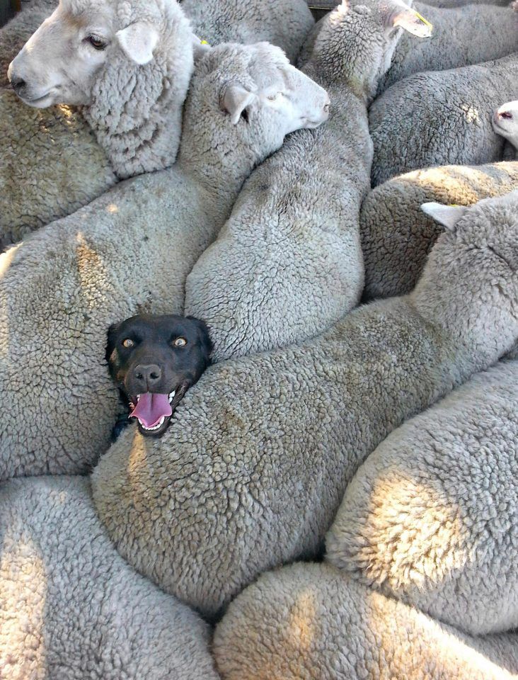 fearofthedog.