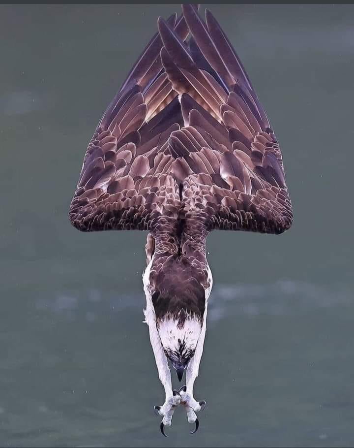 fishingeagle.