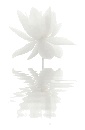 fleur_10.