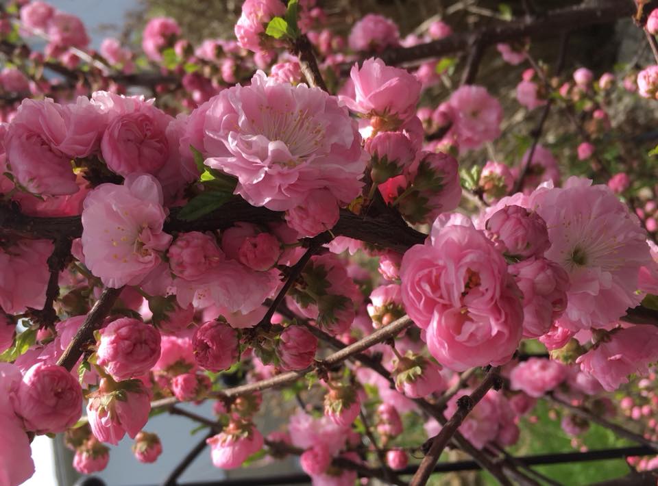 flowers.