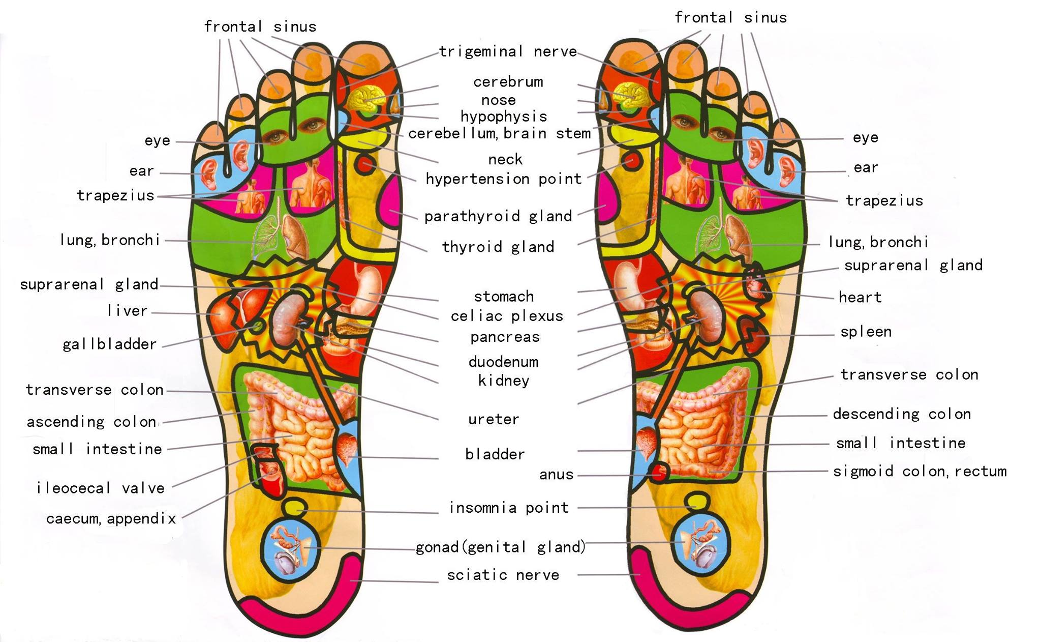 footreflexology.