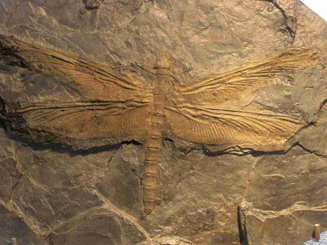 fossil.