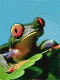 frog.