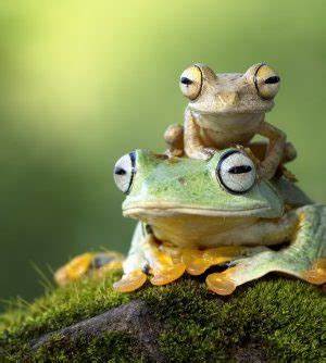 FROG3.JPG