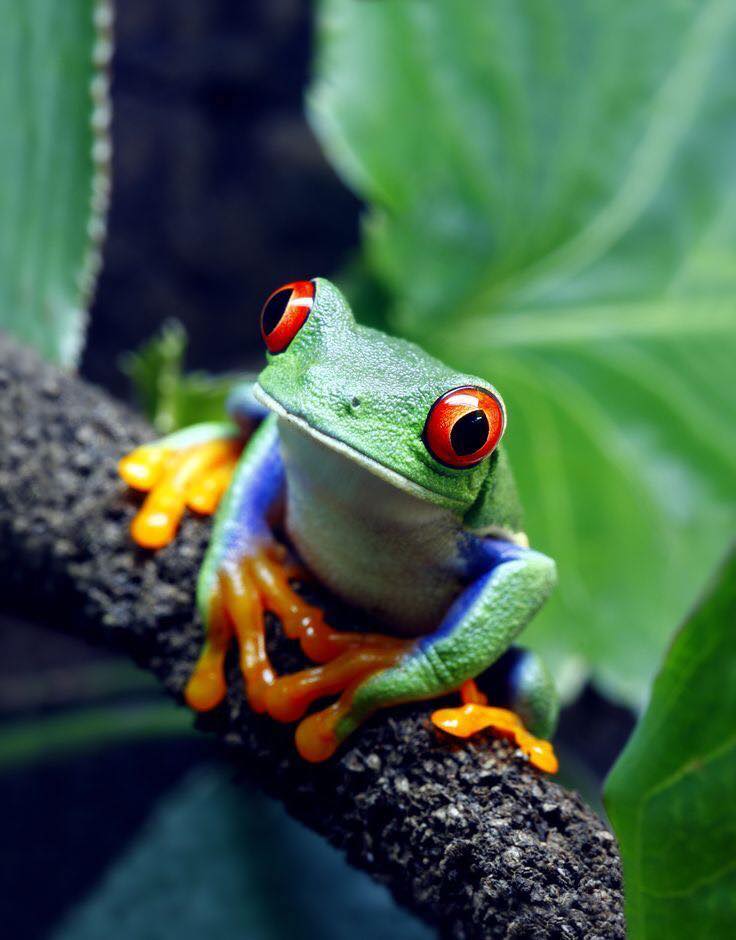 frog5.