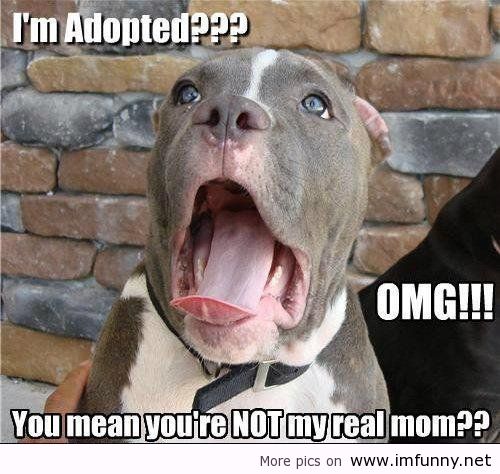 funny.1.adopted..picturesofdogs_1404247401.