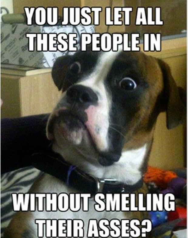 funnydogs7.