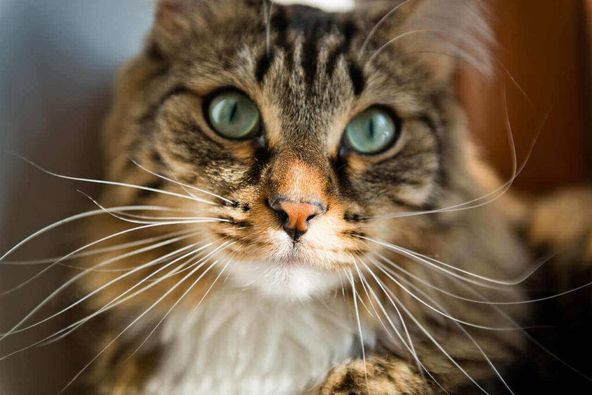 g_p526x395&_nc_cat=109&ccb=1-7&_nc_sid=730e14&_nc_ohc=LwNl275Cs3cAX-eH_Xf&_nc_ht=scontent-yyz1-1.