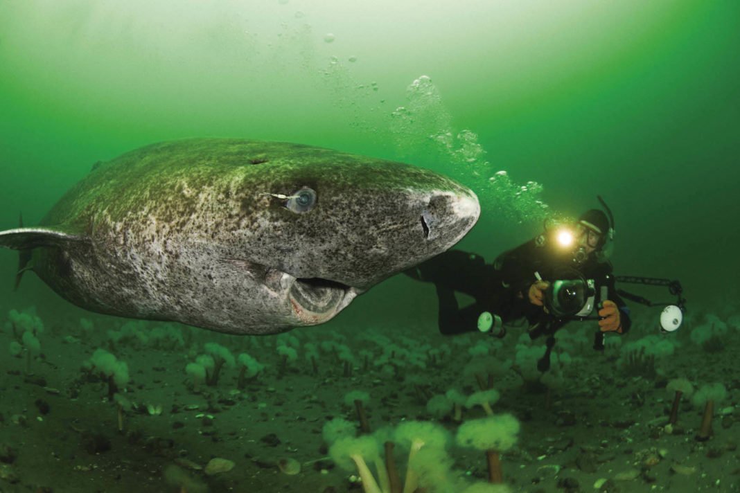 greenland-shark_500_years_old-1068x712.