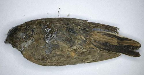 -h630-p-k-no-nu%2FFossil%252Bhunters%252Bfind%252B%252527ice%252Bbird%252527%252B%2525281%252529.
