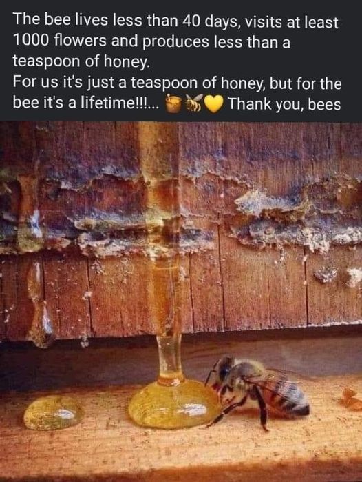 honeyb11.