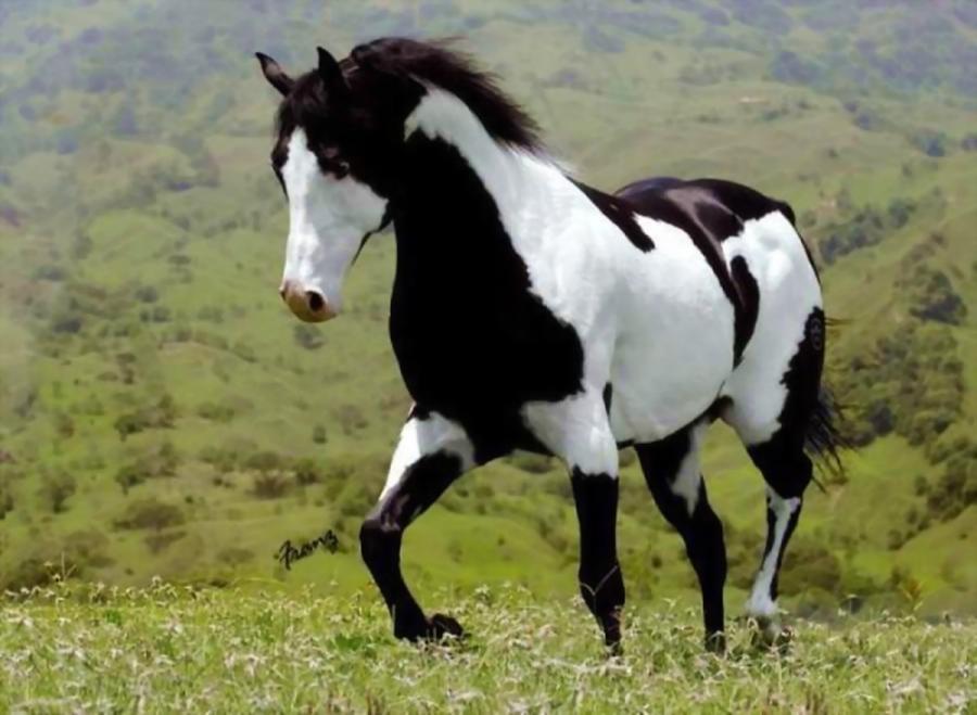 horsepaint.