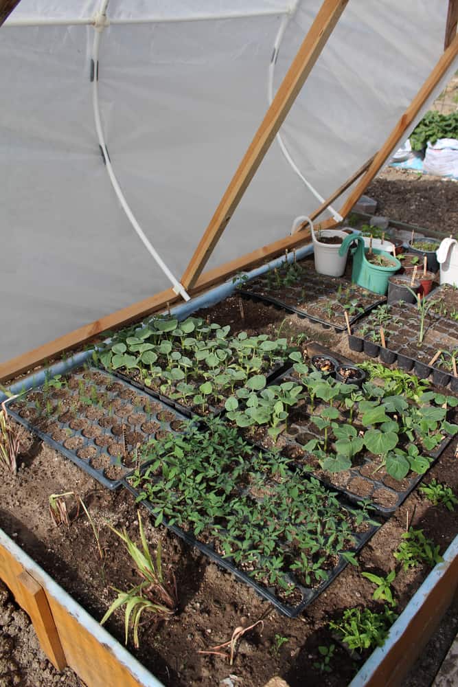 hotbed-growing-seedlings.