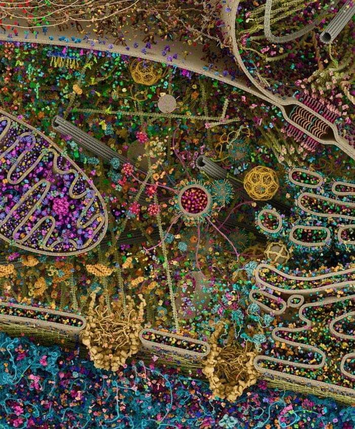 humancell.
