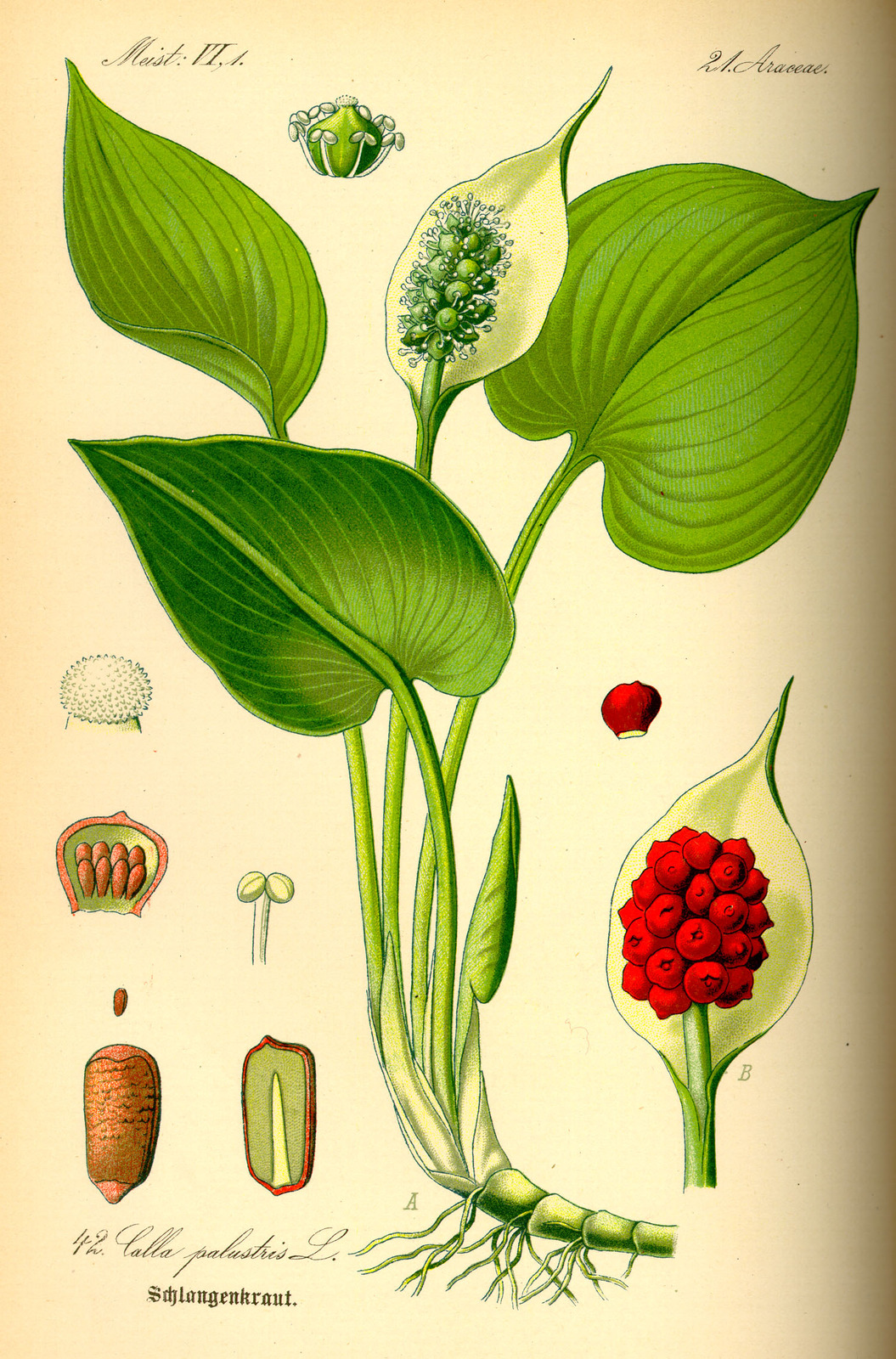 Illustration_Calla_palustris0.