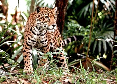 jaguarrock.