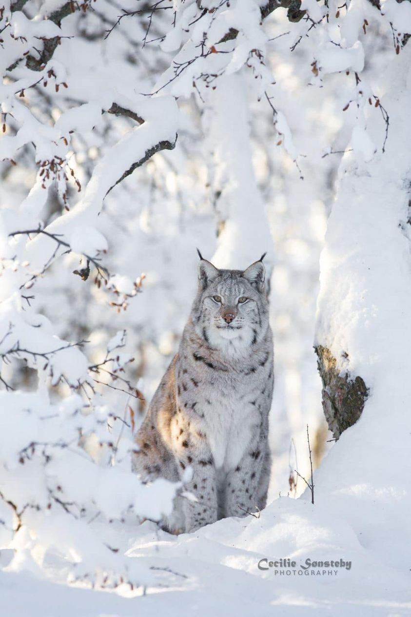 _p843x403&_nc_cat=1&ccb=1-7&_nc_sid=5cd70e&_nc_ohc=1fLAX27mIUgAX8QICsD&_nc_ht=scontent-yyz1-1.