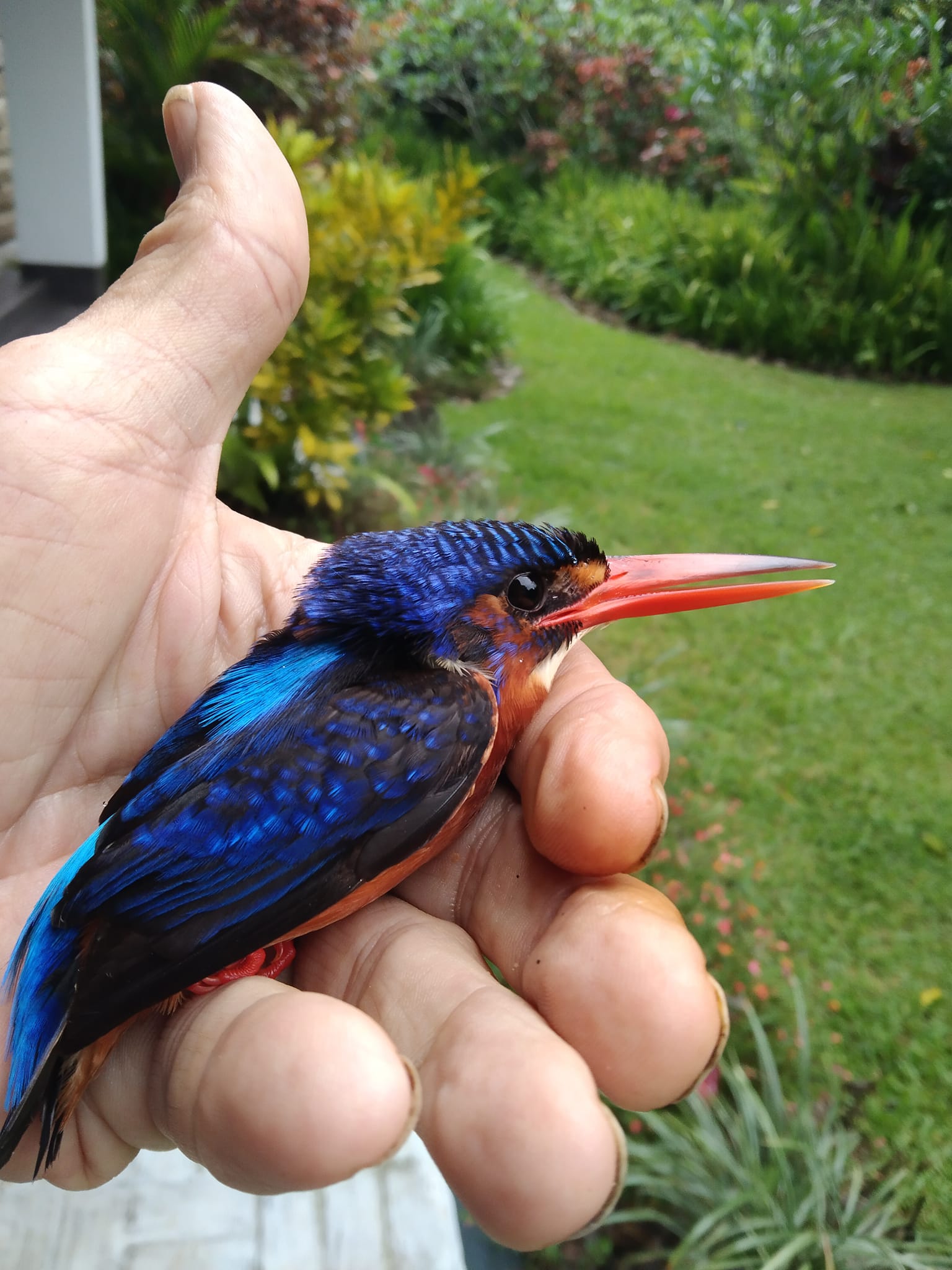 kingfisher.