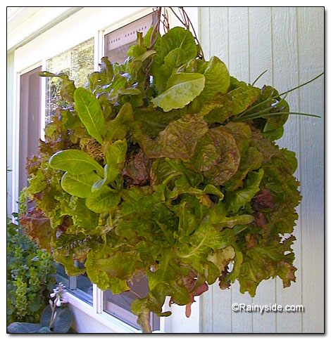 LettuceBasket071502.