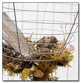 LettuceBasketBuild04161101.