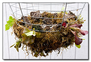LettuceBasketBuild04161107.