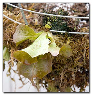 LettuceBasketBuild04161110.
