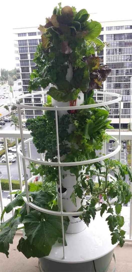 lettucegrower.