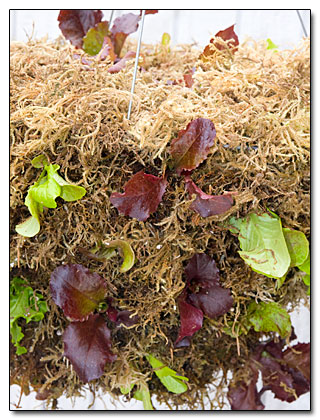 LettuceMossBasket04171102.