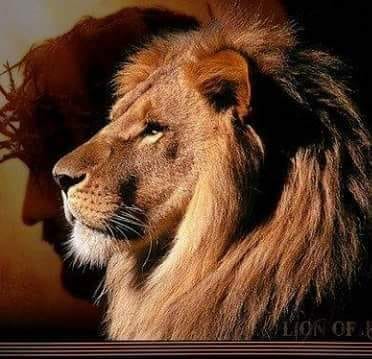 lionjesus.