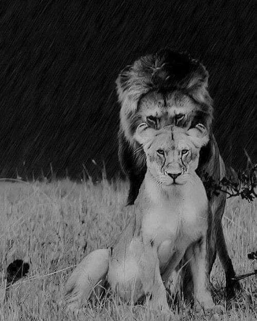 LIONSANDMONKEYS.JPG
