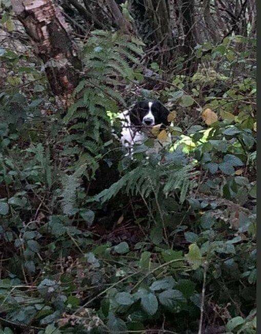 lostdogNscent.