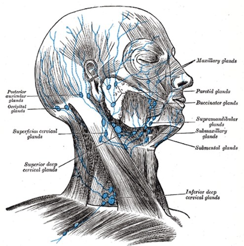 lymphatic-system.