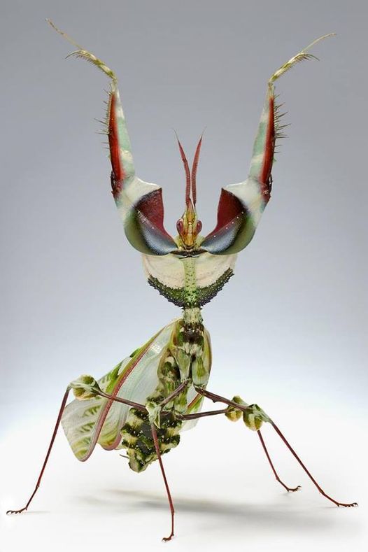 mantis.