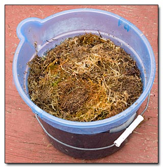 MossSoak04161101.