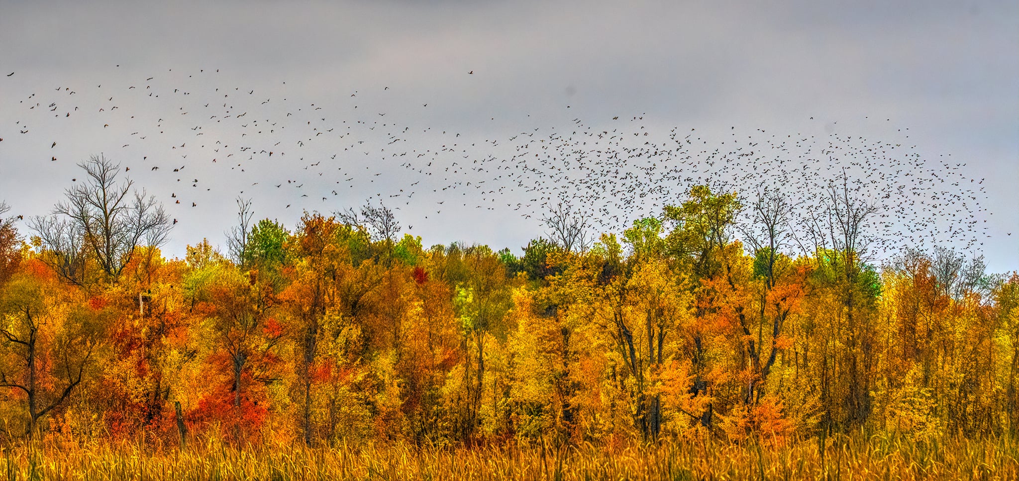 nealblackbirds05oct2021.