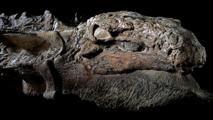 nodosaur-head.