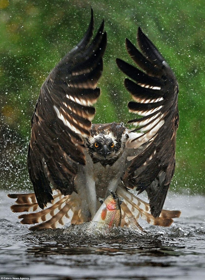 ospreyBillDoherty.