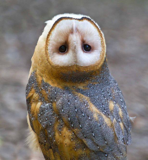 owl.