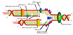 PD-helicase-DNA_replication_en-300x146.