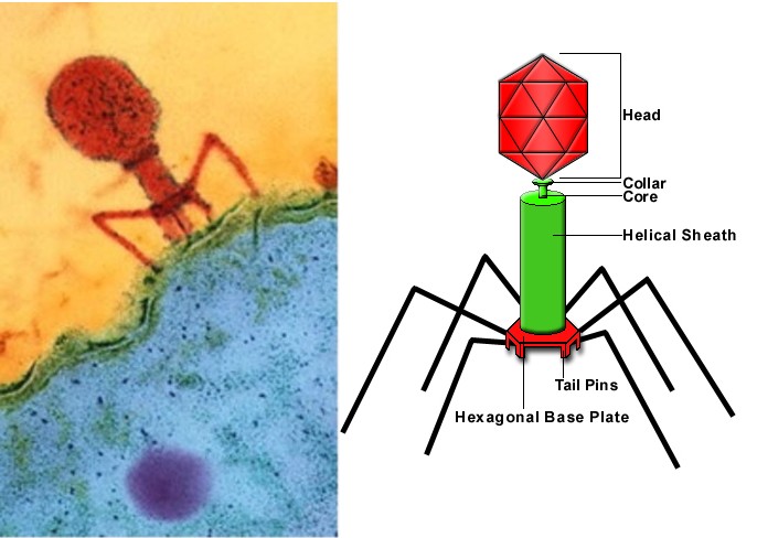 phage.