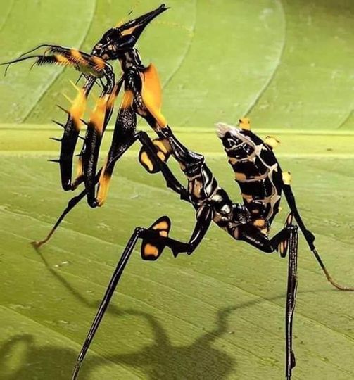 prayingmantis.