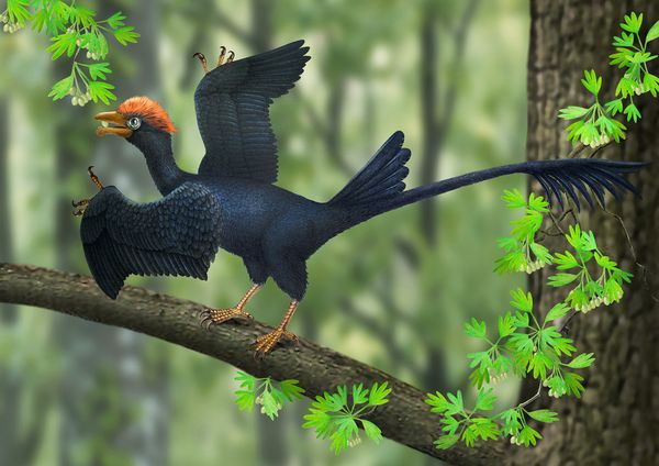 prehistoric-bird-has-two-pronged-tail_72293_600x450.