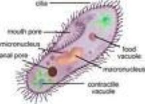 protozoa.