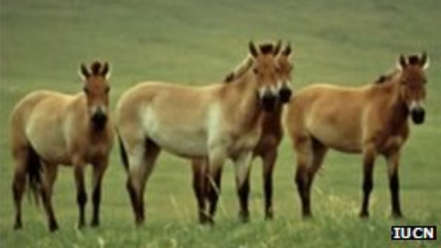 przewalskihorse.