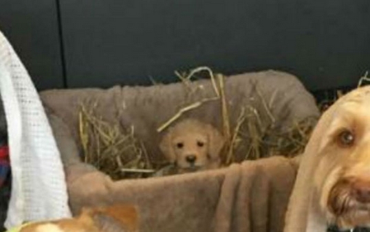 pup3.