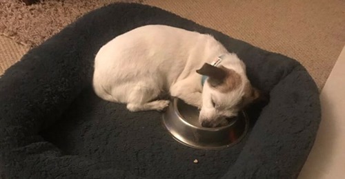 puppyNbowl.